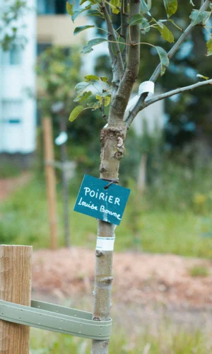 Poirier planté lors de l'atelier plantation arbres fruitiers et arbustes petits fruits dans le quartier Kerlivio à Hennebont